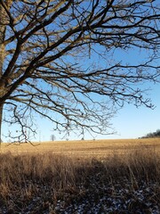 tree crown