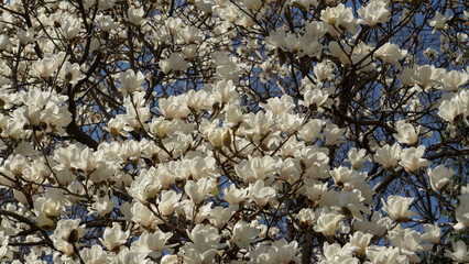画面いっぱいのハクモクレン（Magnolia denudata）／日本埼玉県ー3月