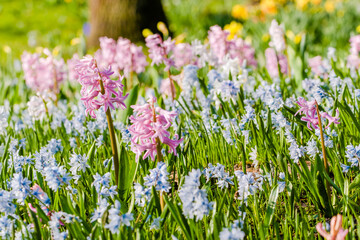 spring in the garden