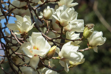 Fototapeta na wymiar ハクモクレン（Magnolia denudata）をアップ／日本埼玉県ー3月