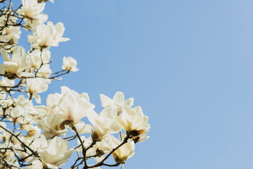 ハクモクレン（Magnolia denudata）と青空のコピースペース／日本埼玉県ー3月