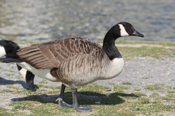 oie des mares-dimanches 4