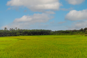 green field and blue sky