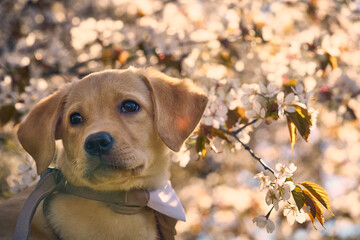 Cute Labrador Retriever in suit with sakura blooming flowers behind
