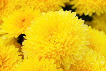 Yellow chrysanthemums close-up