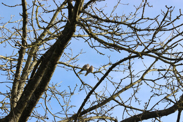Couple of birds on a tree branch. Selective focus.