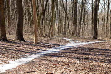 Footpath with melting snow in the forest