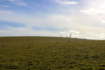 Landscape from countryside.  Sheep grazing in the meadows on a sunny day. Selective focus.