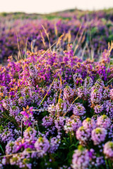 Purple heather growing in bushes over a whole hill in the warm evening light.