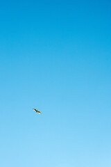 A lone seagull flies high in the blue sky.
