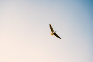 A lone seagull flies high in the purple evening sky.