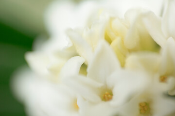 Obraz na płótnie Canvas White daphne flower