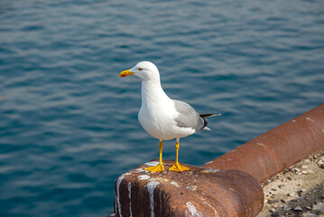 seagull on mediterranean sea