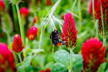 Summer background with wild flowers. Lacy Phacelia Tanacetifolia flowering plants and Crimson Clover flowers In summer meadow. Environmental German project for saving bee and insect.