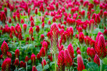 Summer background with wild flowers. Lacy Phacelia Tanacetifolia flowering plants and Crimson Clover flowers In summer meadow. Environmental German project for saving bee and insect.