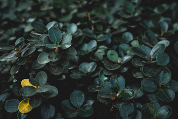 leaves in the water