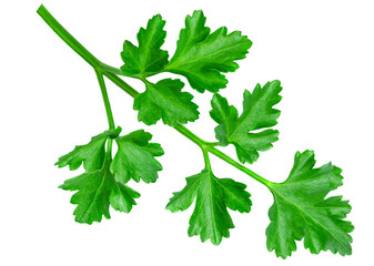 Parsley herb isolated on white background. Parsley leaf top view, flat lay.