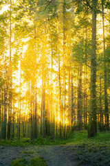 Fototapety na wymiar - Fototapeta24.pl