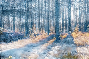 Fototapety na wymiar - Fototapeta24.pl