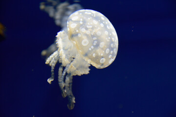 タコクラゲ © Star