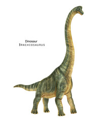 Brachiosaurus illustration. Green long neck dinosaur