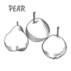 Set of pears. Summer fruits are drawn in the style of a print illustration. A sketch of vegetarian food.