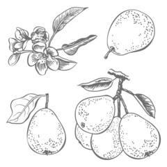 Pears sketch vector illustration. Fruits harvest, hand drawn garden agriculture.