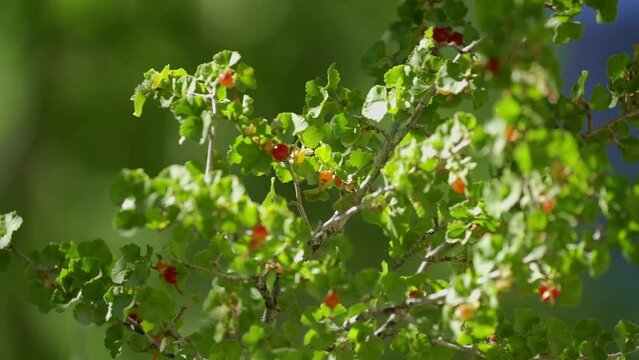 A close up of a Wax Currant Plant with red berries as it sways in the breeze
