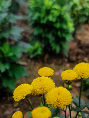 yellow flowers in the garden