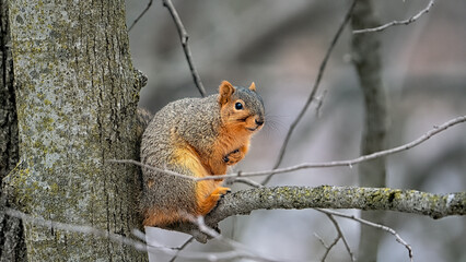 fox squirrel in winter