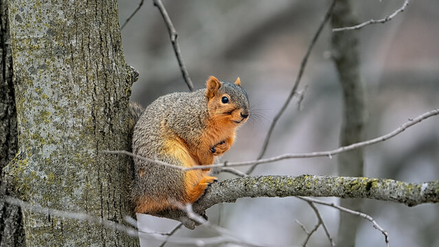 fox squirrel in winter