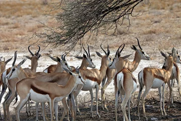 Papier Peint photo Lavable Antilope Close up of Springbok sheltering from the intense heat, Etosha National Park, Namibia 