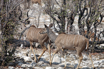 Male and female kudu crossing rocky terrain, Etosha National Park, Namibia
