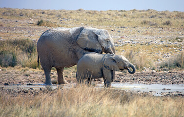 Mother and baby elephant by a mud wallow, Etosha National Park, Namibia
