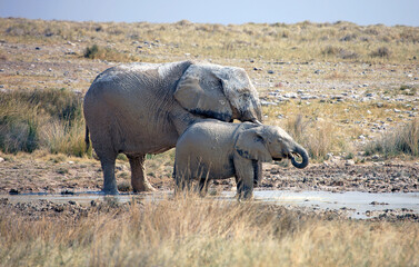 Fototapeta premium Mother and baby elephant by a mud wallow, Etosha National Park, Namibia 
