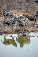 Fototapeta na wymiar Zebra at the side of a waterhole with reflections, Etosha National Park, Namibia 