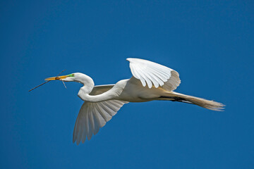 Great Egret in flight, returning to nest with stick for nest building.