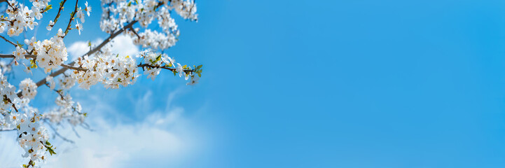 Fruit tree in bloom in spring against the blue sky. Nature banner background, soft focus, copy space