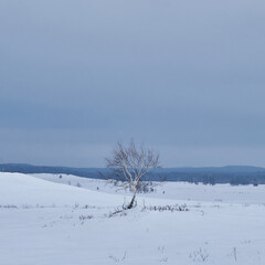 snow covered trees in winter