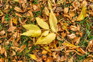 yellow leaves on the ground