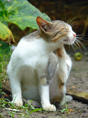 i am a cat lover. i hope u like my all cat image.