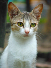i am a cat lover. i hope u like my all cat image.