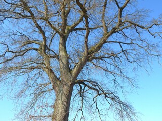 Arbre aux branches sans feuilles à la sortie de l'hiver avec un ciel bleu en arrière-plan