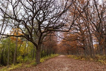Obraz premium Empty Trail Covered with Leaves and Lined with Colorful Trees during Autumn at the Waterfall Glen Forest Preserve in Lemont Illinois