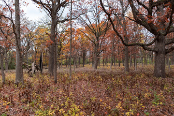 Naklejka premium Colorful Trees and Plants at Waterfall Glen Forest Preserve in Lemont Illinois during Autumn