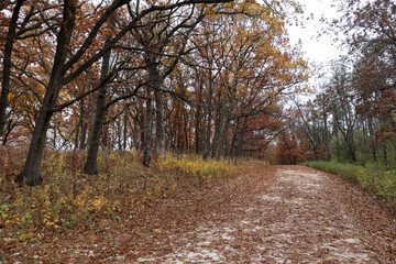 Fototapeta premium Empty Trail Covered with Leaves and Lined with Colorful Trees during Autumn at the Waterfall Glen Forest Preserve in Lemont Illinois