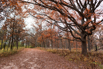 Empty Trail Covered with Leaves and Lined with Colorful Trees during Autumn at the Waterfall Glen Forest Preserve in Lemont Illinois