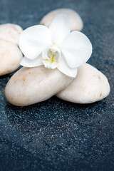Fototapeta na wymiar Spa background with white orchid flower and stone with water drops