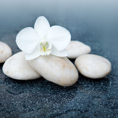 Naklejka na ściany i meble Spa background with white orchid flower and stone with water drops