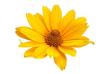 Yellow daisy flower - 494244046